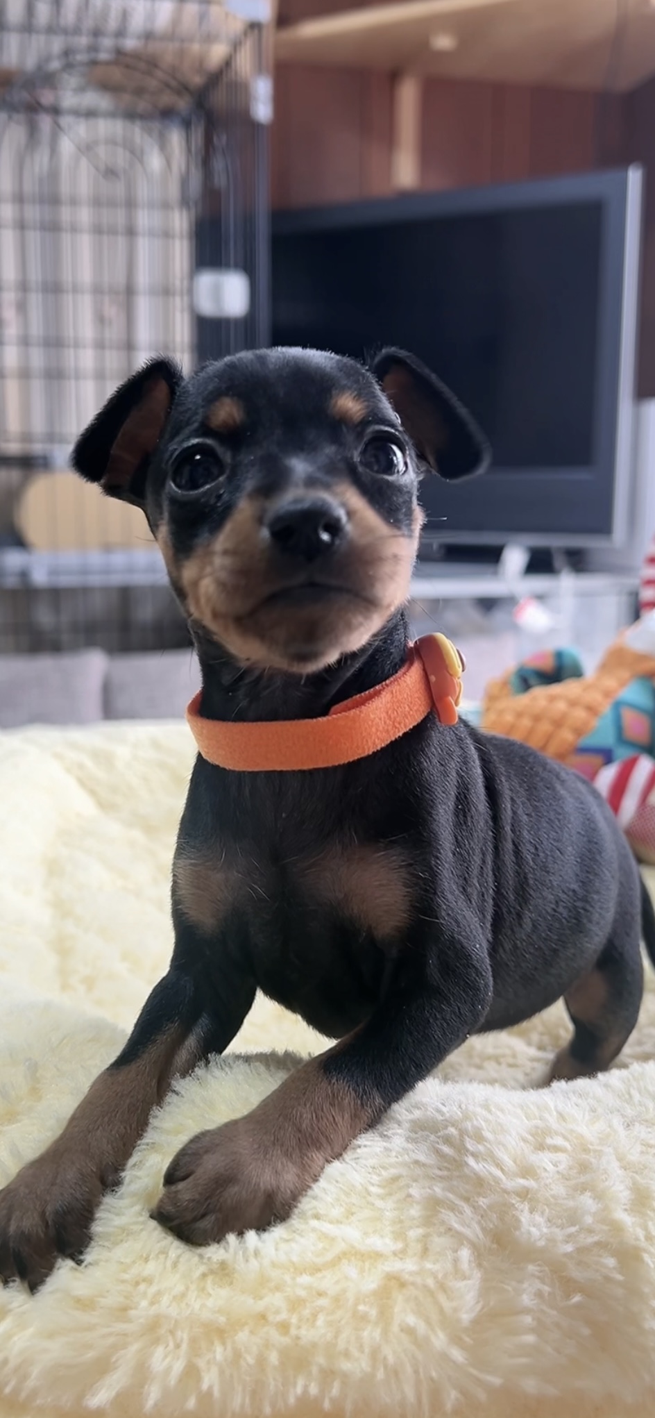 ミニチュアピンシャーー(女の子) 販売中 - 画像 (8)