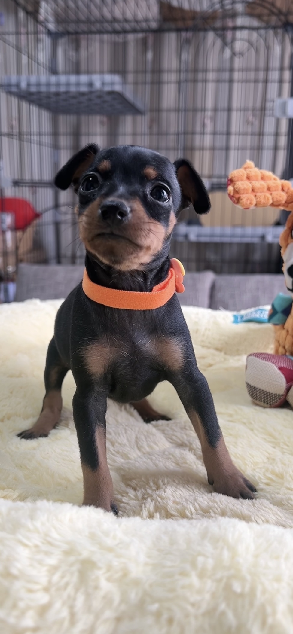 ミニチュアピンシャーー(女の子) 販売中 - 画像 (7)