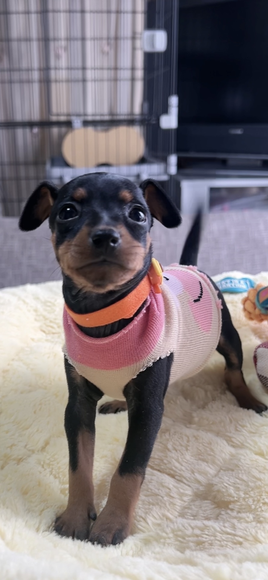 ミニチュアピンシャーー(女の子) 販売中 - 画像 (5)