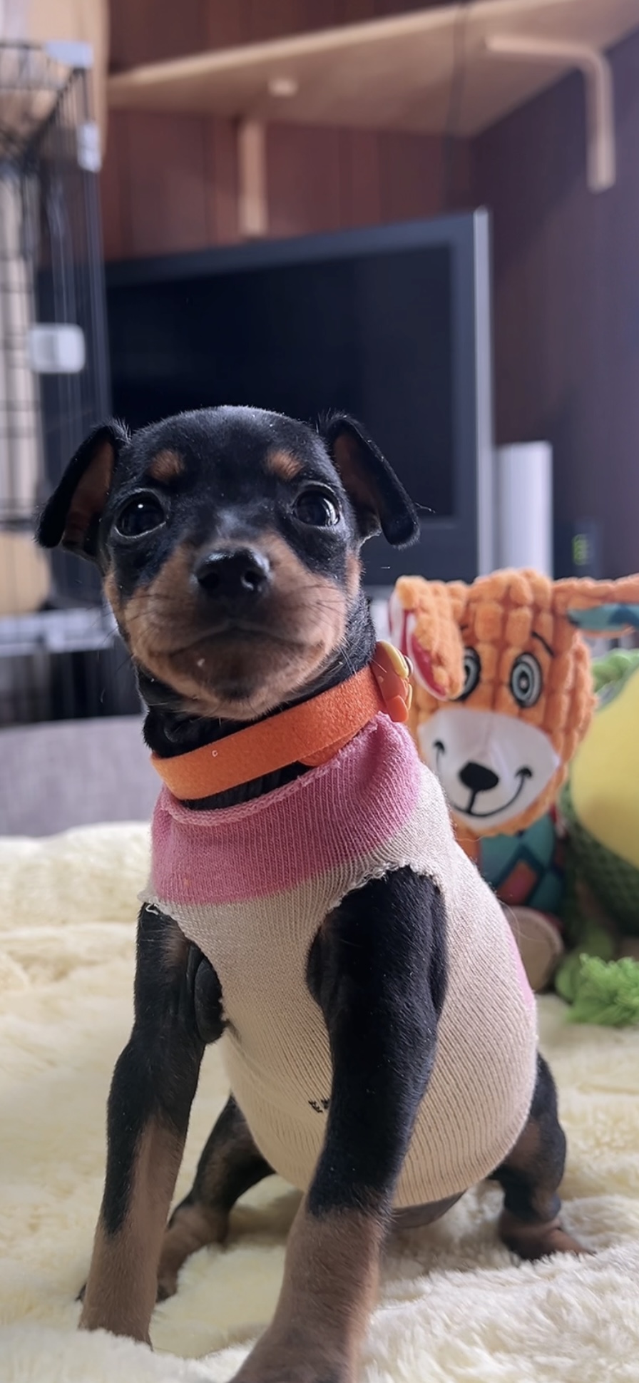 ミニチュアピンシャーー(女の子) 販売中 - 画像 (3)