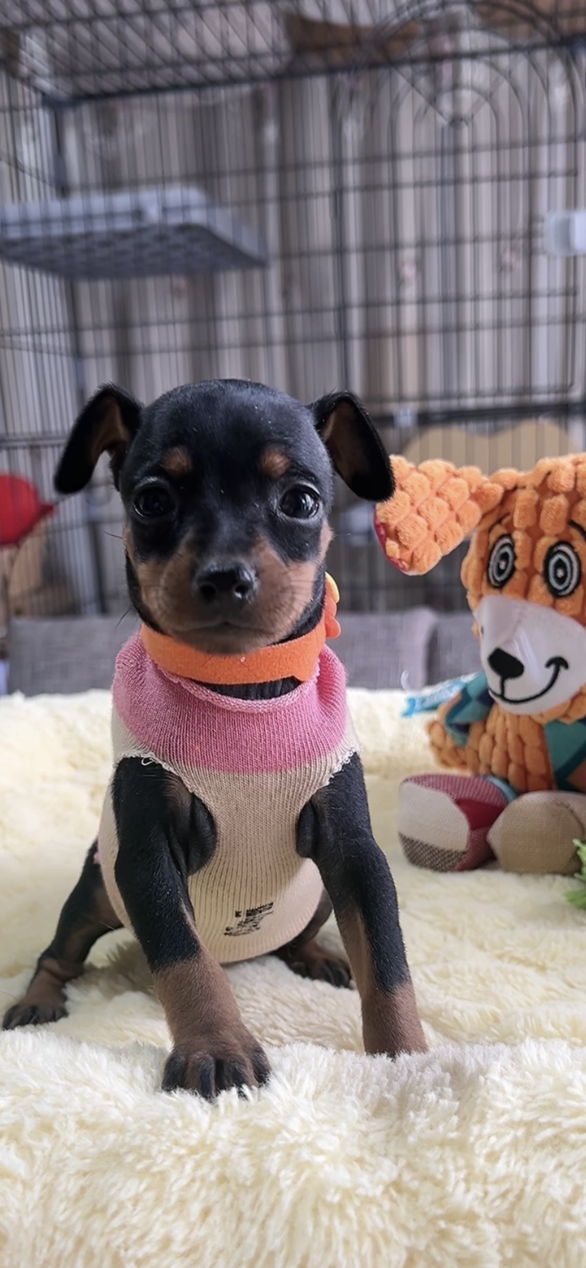 ミニチュアピンシャーー(女の子) 販売中 - 画像 (2)