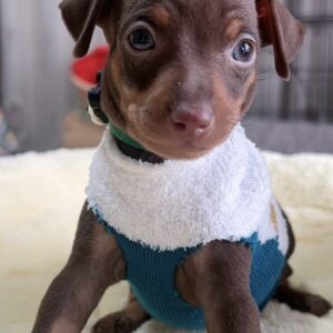 ミニチュアピンシャーー(男の子) 販売中