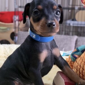 ミニチュアピンシャーー(男の子) 販売中