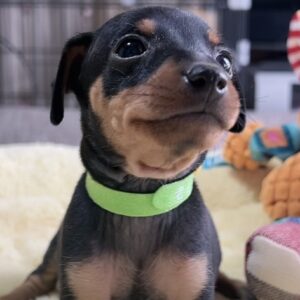 ミニチュアピンシャーー(男の子) 販売中