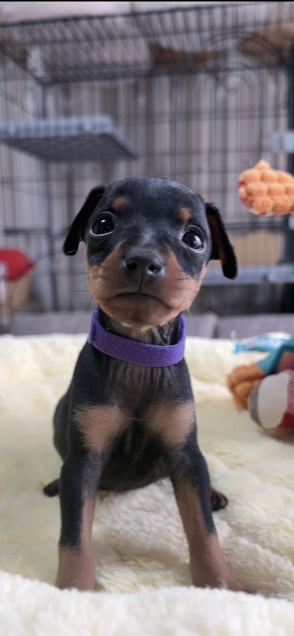 ミニチュアピンシャーー(男の子) 販売中 - 画像 (8)