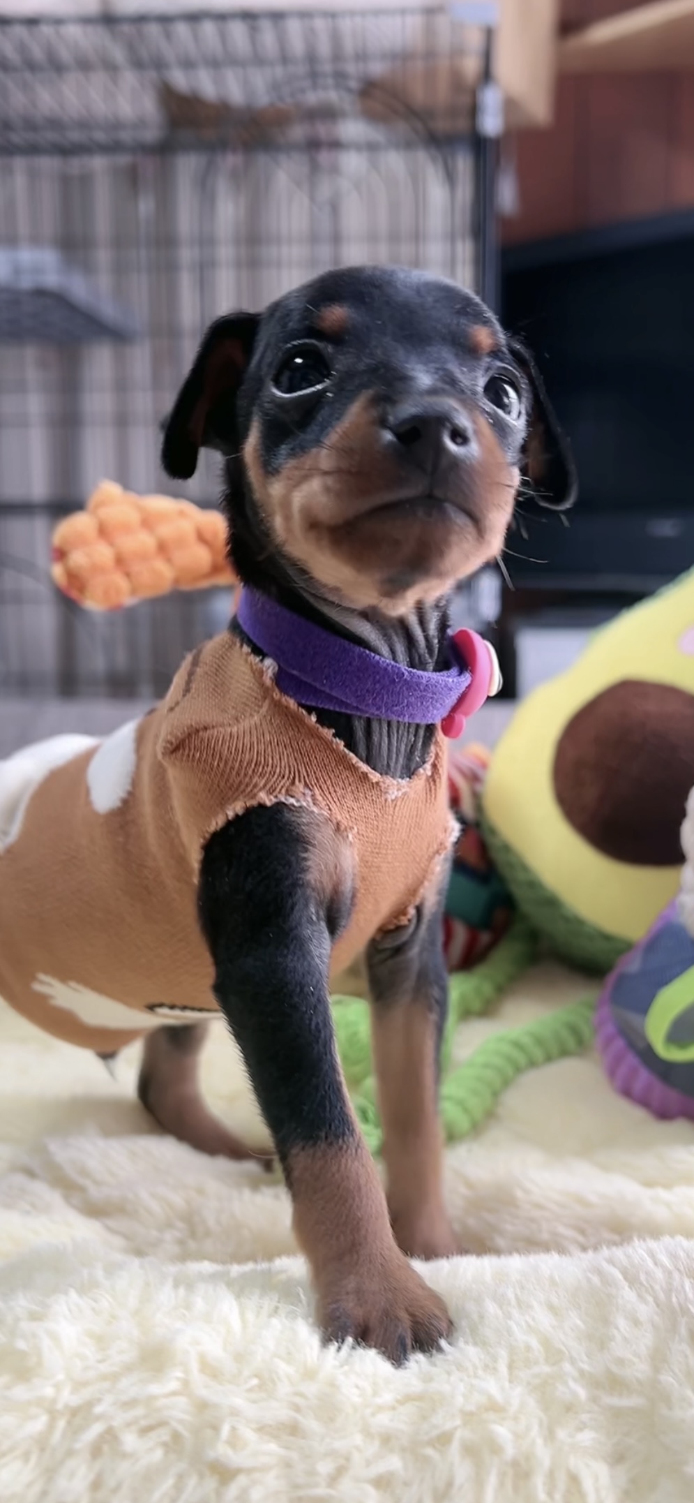 ミニチュアピンシャーー(男の子) 販売中 - 画像 (7)