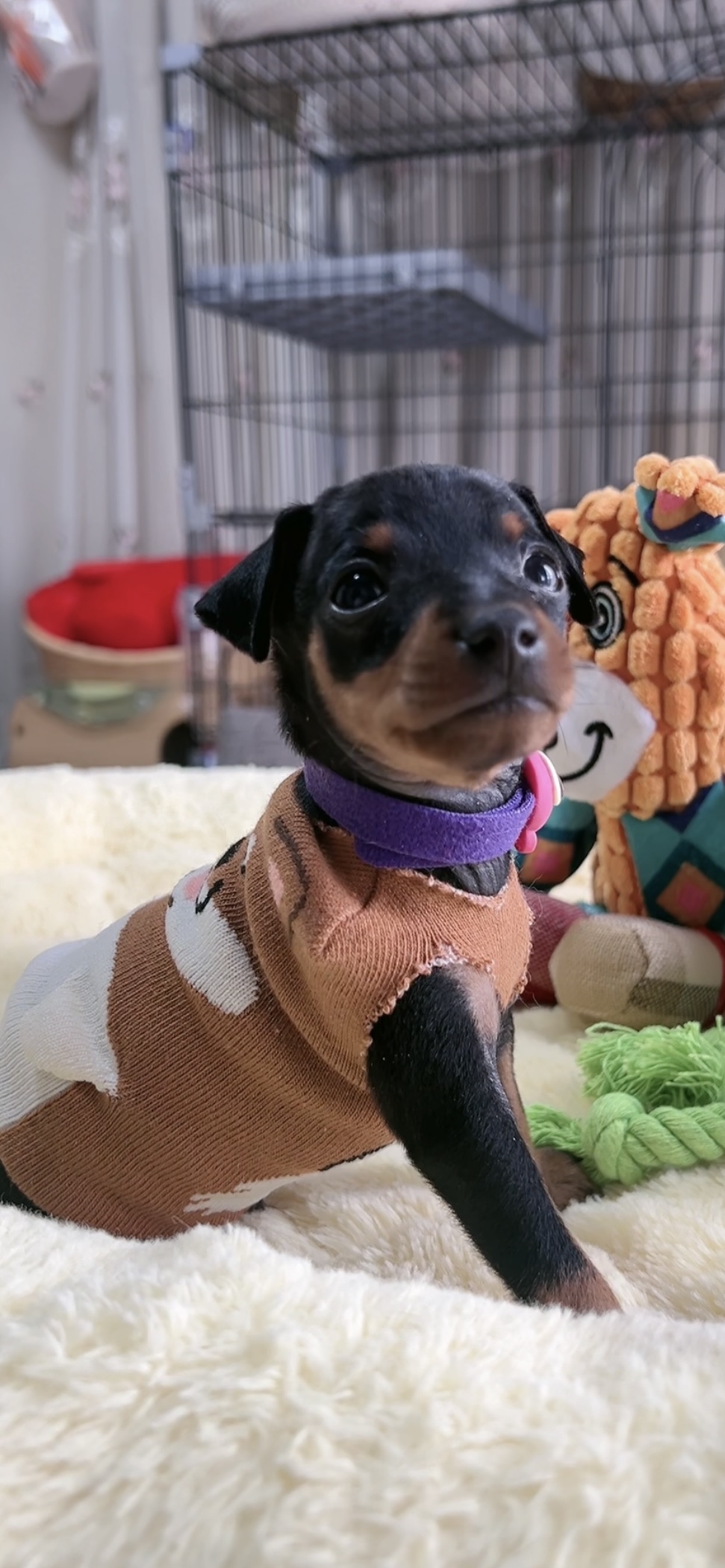 ミニチュアピンシャーー(男の子) 販売中 - 画像 (6)