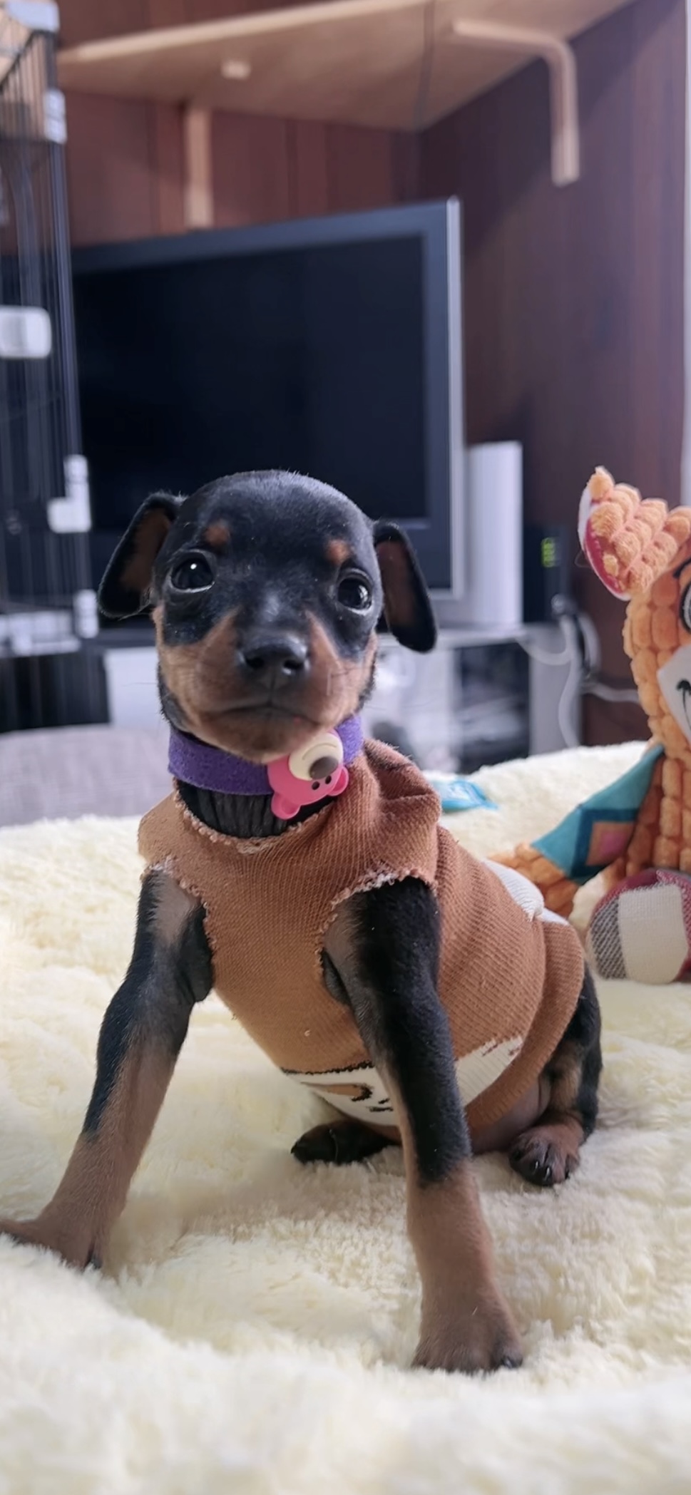 ミニチュアピンシャーー(男の子) 販売中 - 画像 (4)