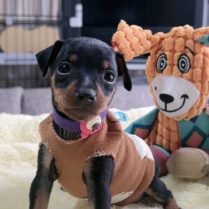 ミニチュアピンシャーー(男の子) 販売中