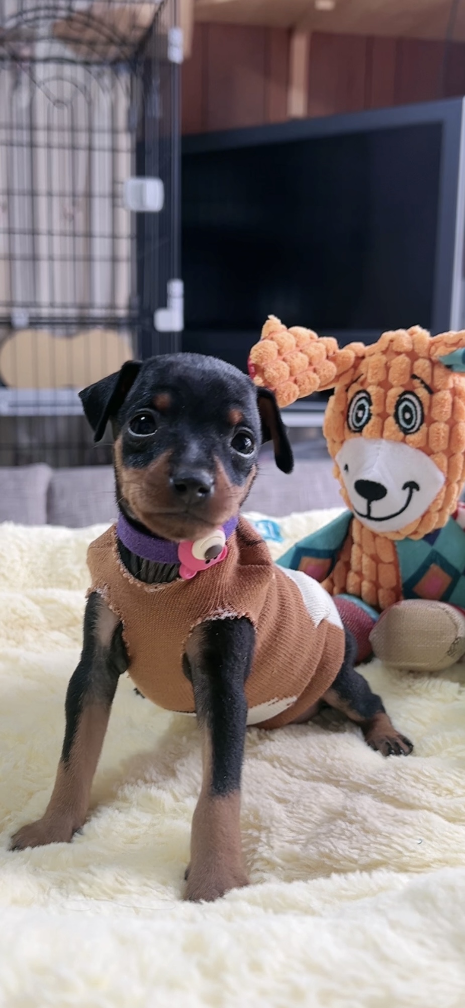 ミニチュアピンシャーー(男の子) 販売中