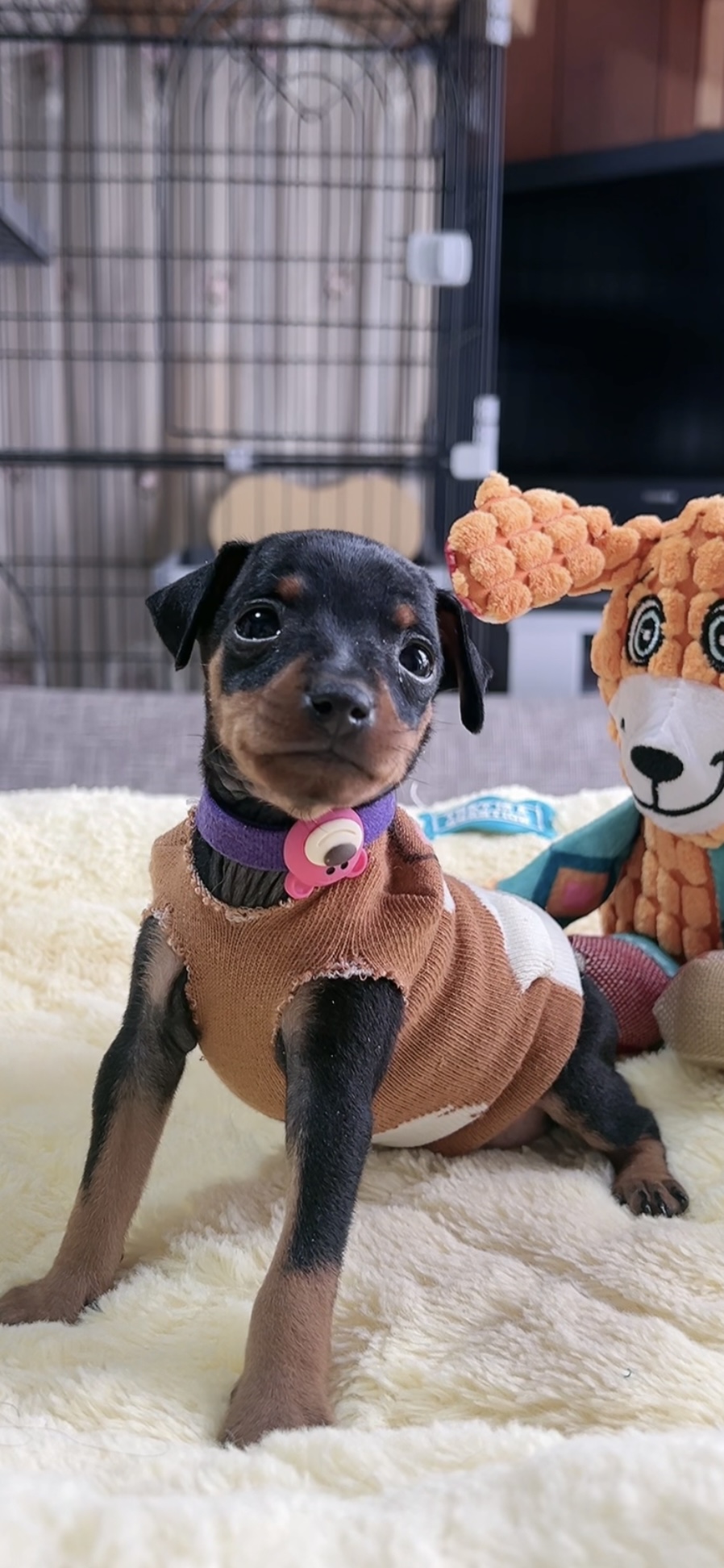 ミニチュアピンシャーー(男の子) 販売中 - 画像 (2)