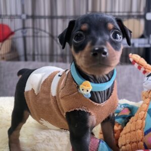 ミニチュアピンシャーー(男の子) 販売中