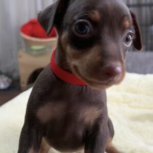 ミニチュアピンシャーー(女の子) 販売終了