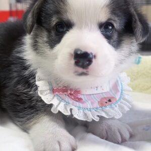 ウエルシュ・コーギー(男の子) 販売中