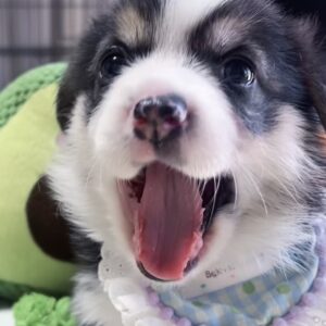 ｳｴﾙｼｭ・ｺｰｷﾞｰ（男の子） 販売中