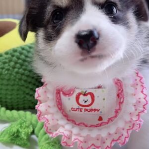 ｳｴﾙｼｭ・ｺｰｷﾞｰ（女の子） 販売中