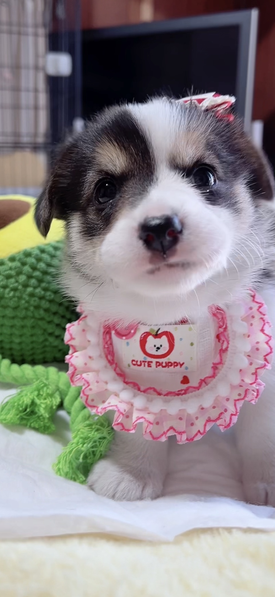 ウエルシュ・コーギー(女の子) 販売中