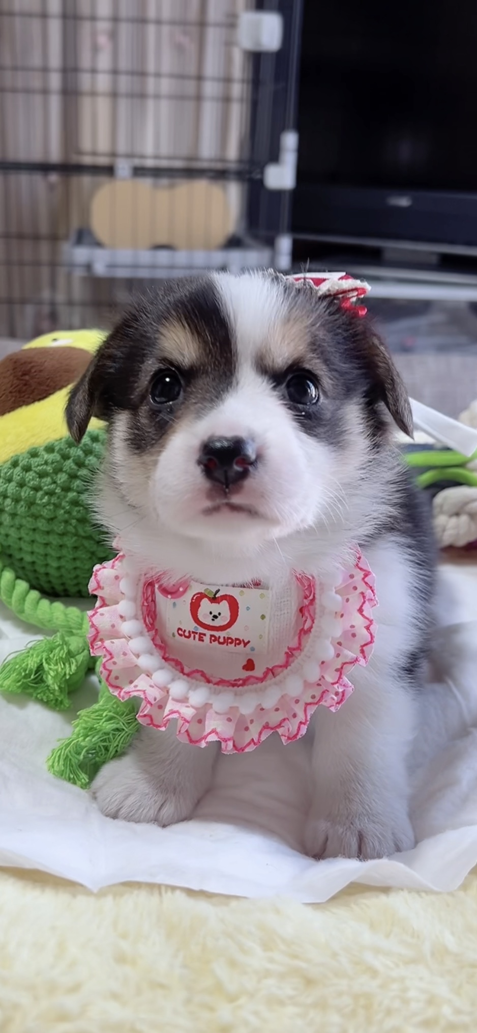 ウエルシュ・コーギー(女の子) 販売中 - 画像 (6)