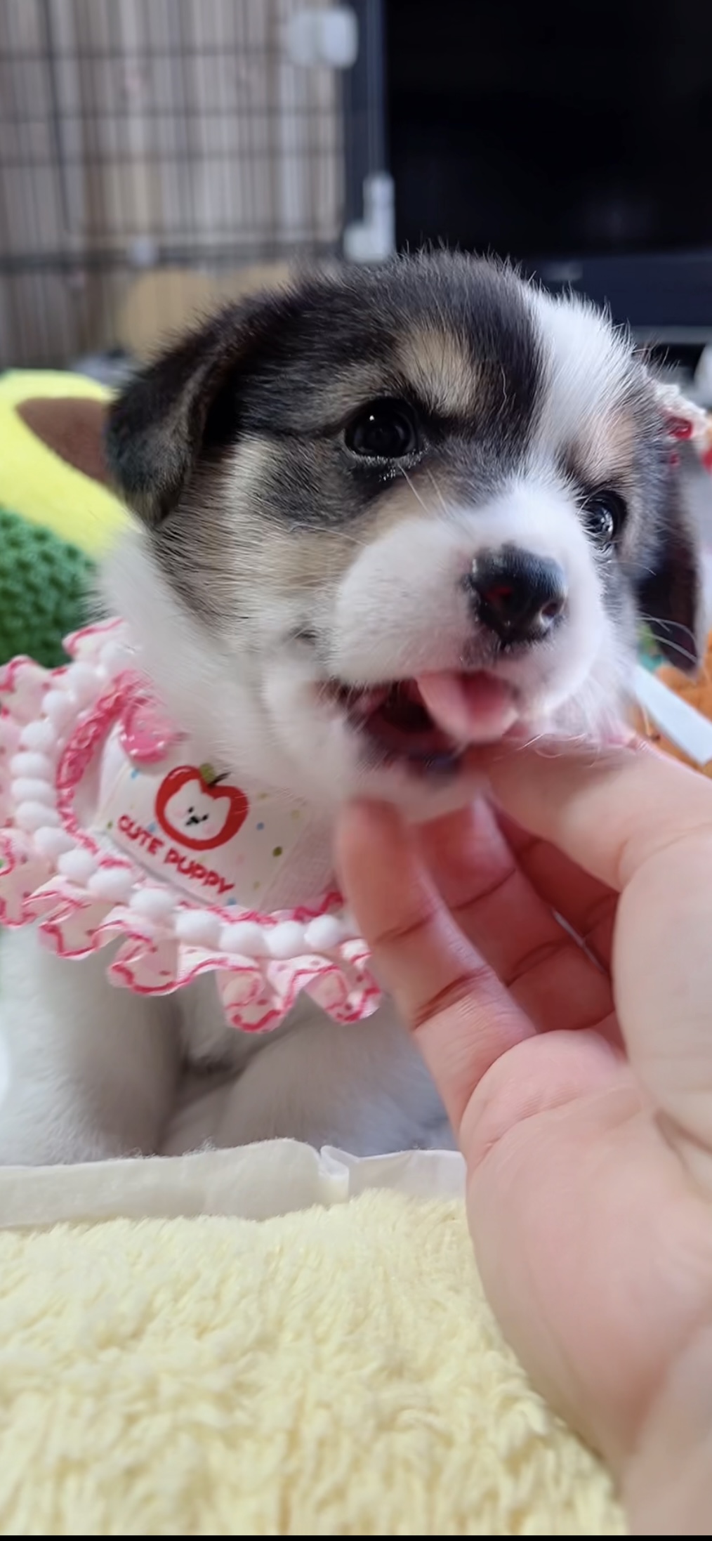 ウエルシュ・コーギー(女の子) 販売中 - 画像 (3)