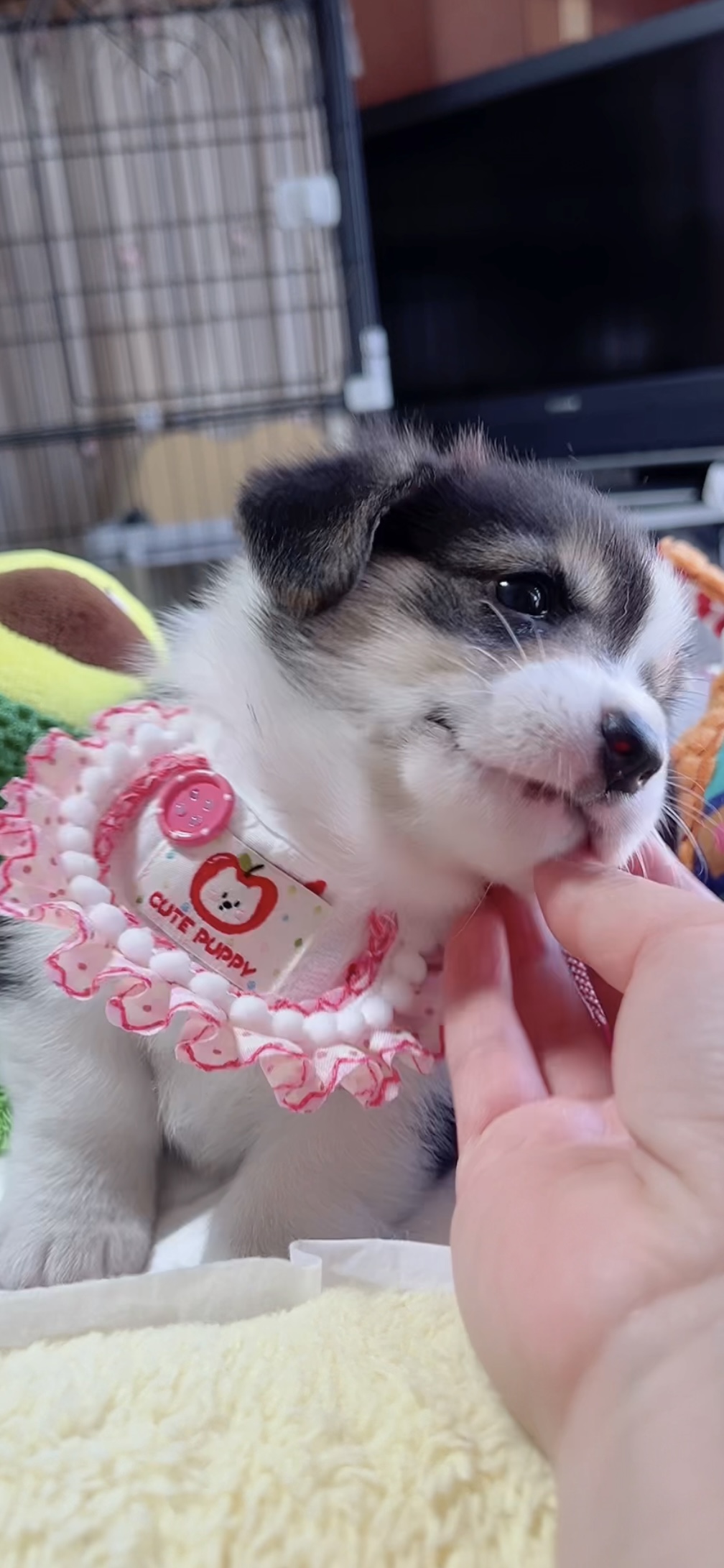 ウエルシュ・コーギー(女の子) 販売中 - 画像 (4)