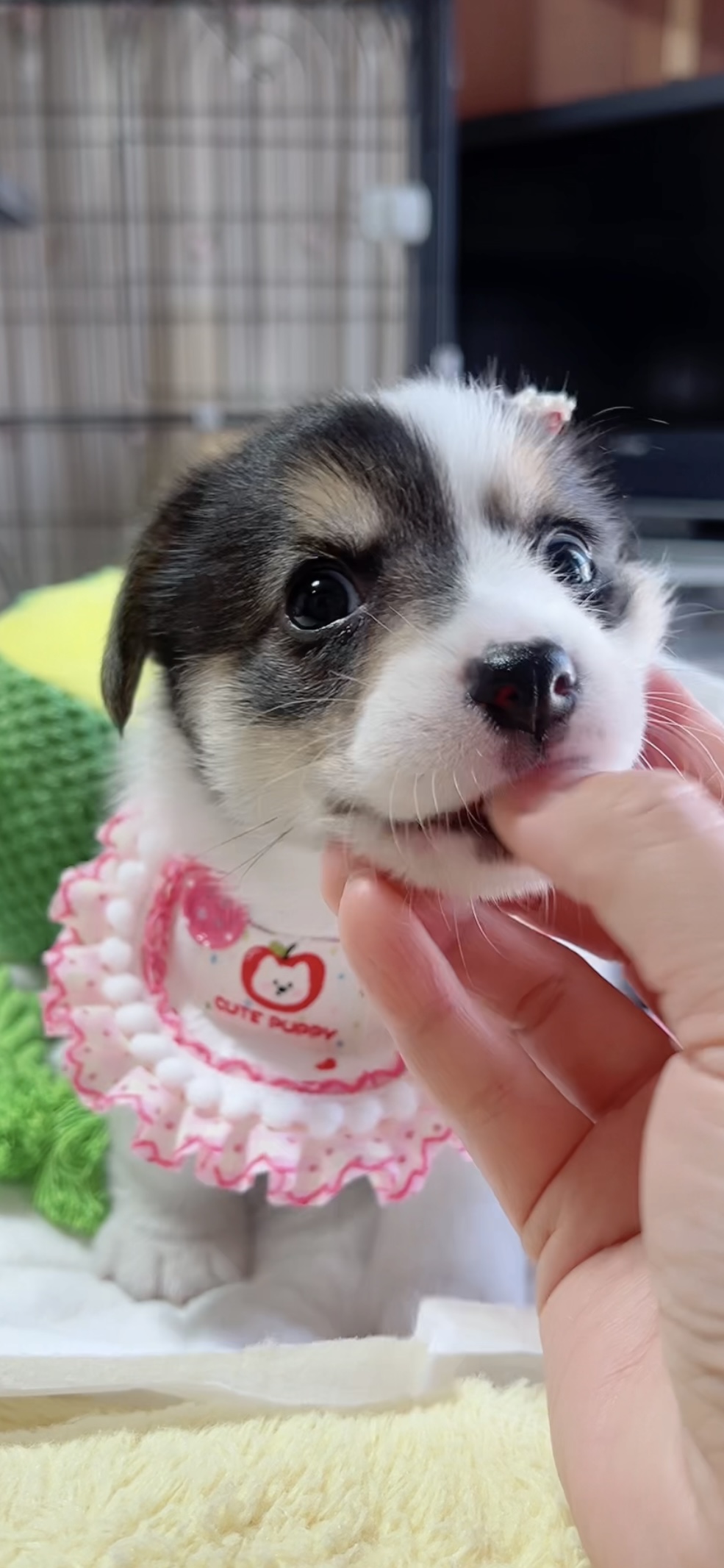 ウエルシュ・コーギー(女の子) 販売中 - 画像 (5)