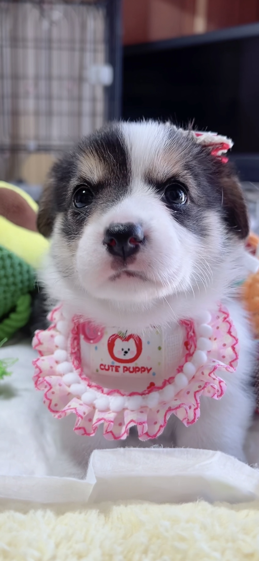 ウエルシュ・コーギー(女の子) 販売中 - 画像 (10)