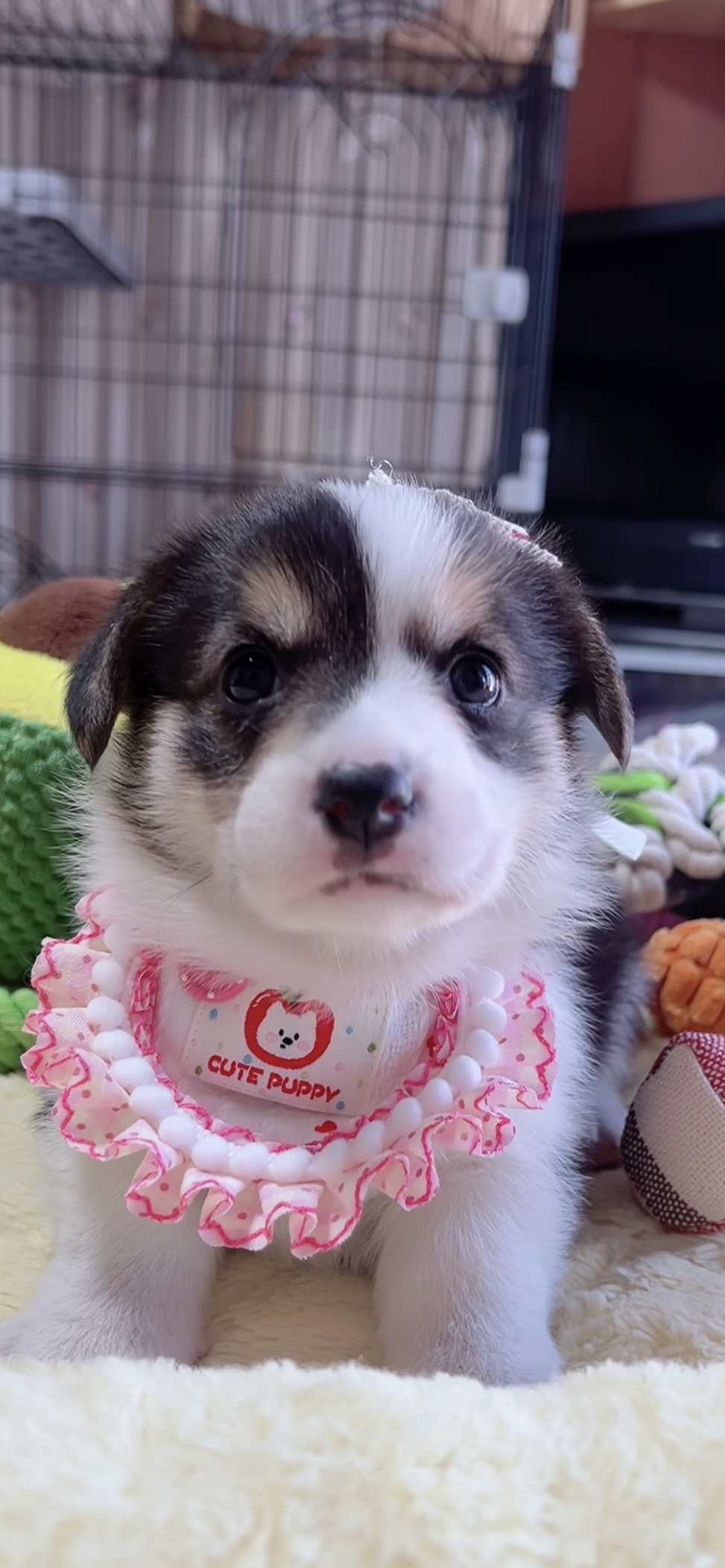 ウエルシュ・コーギー(女の子) 販売中 - 画像 (8)