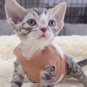 デボンレックスの子猫(男の子)