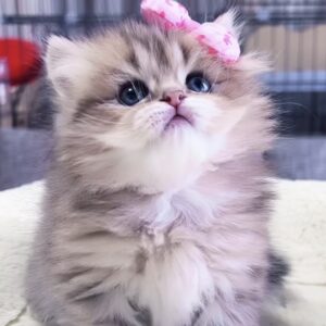 チンチラの子猫 販売中 (男の子)