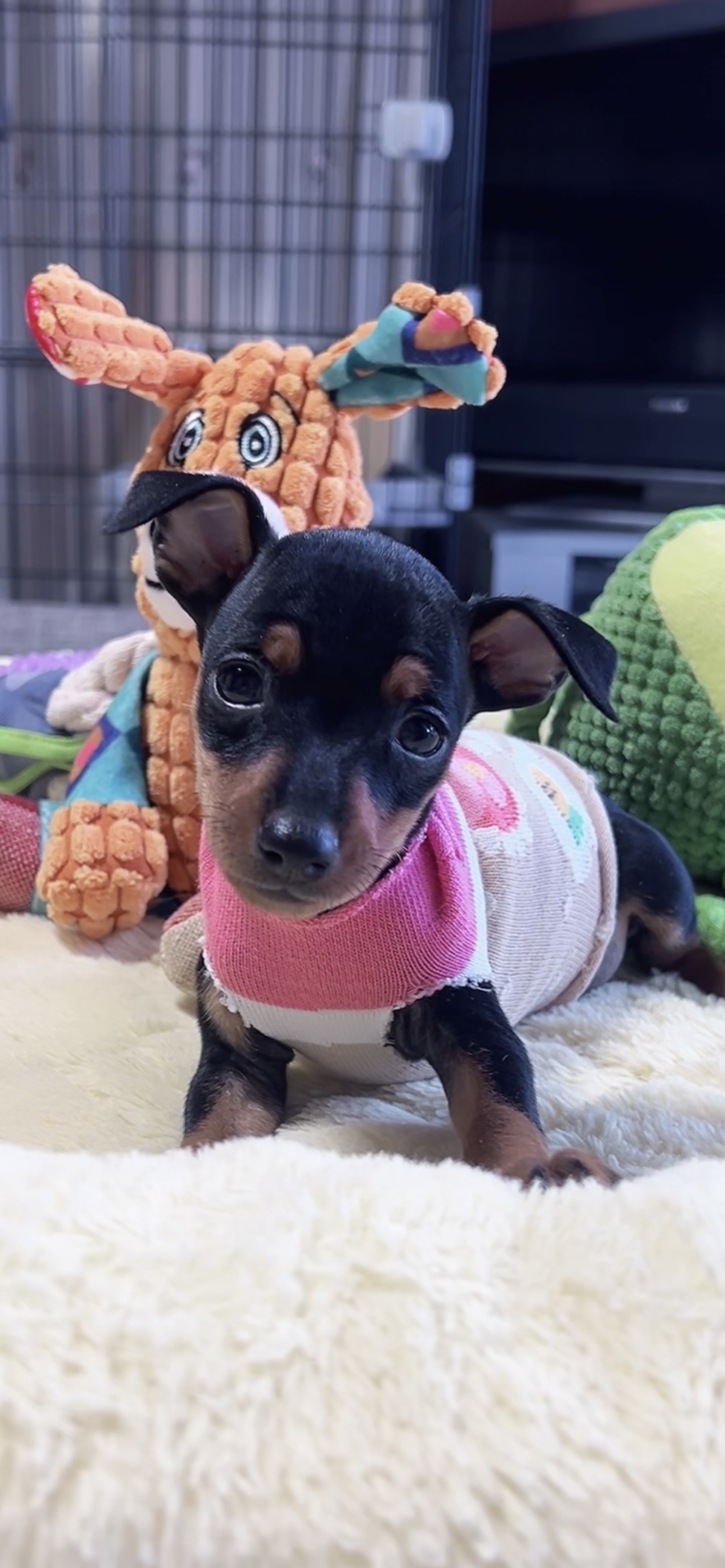 ミニチュアピンシャーー(女の子)販売中 - 画像 (9)