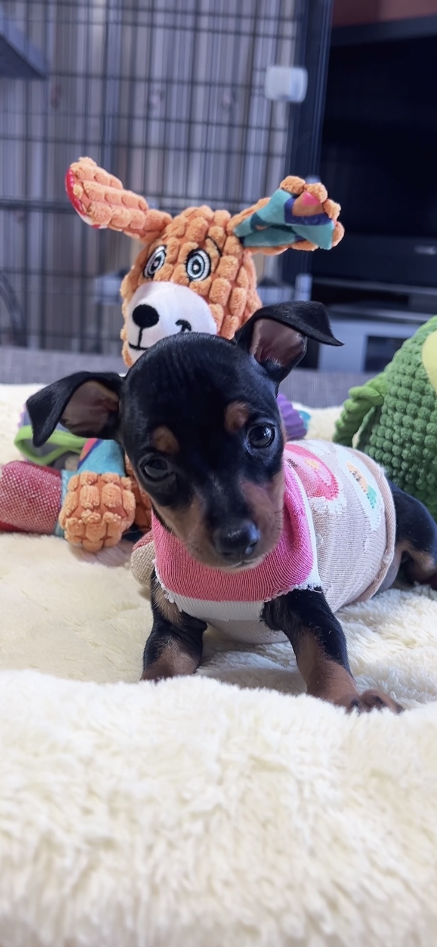 ミニチュアピンシャーー(女の子)販売中 - 画像 (8)