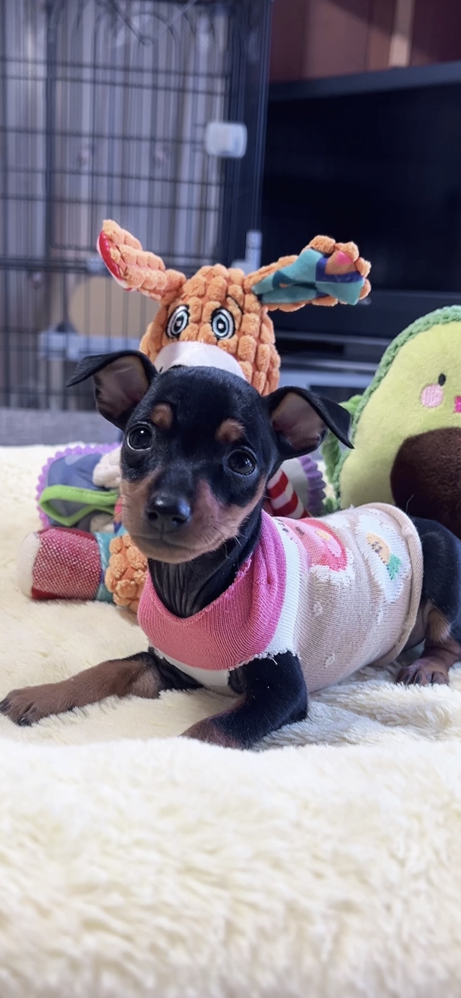 ミニチュアピンシャーー(女の子)販売中 - 画像 (7)