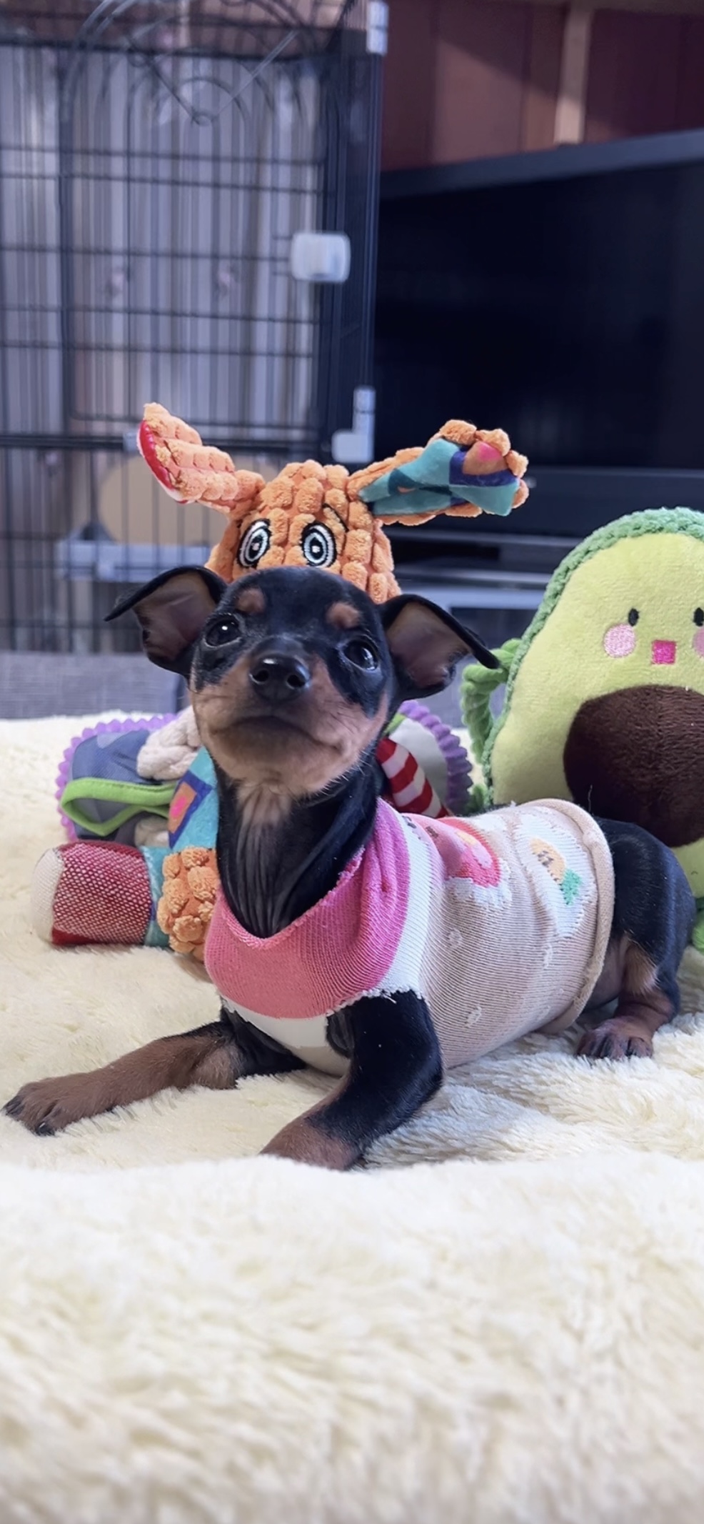 ミニチュアピンシャーー(女の子)販売中 - 画像 (6)