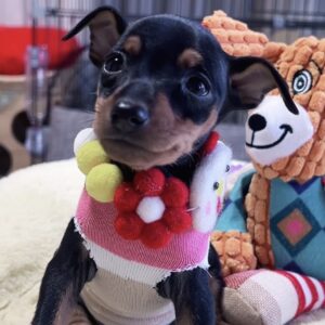 ﾐﾆﾁｭｱﾋﾟﾝｼｬｰｰ（女の子）販売中