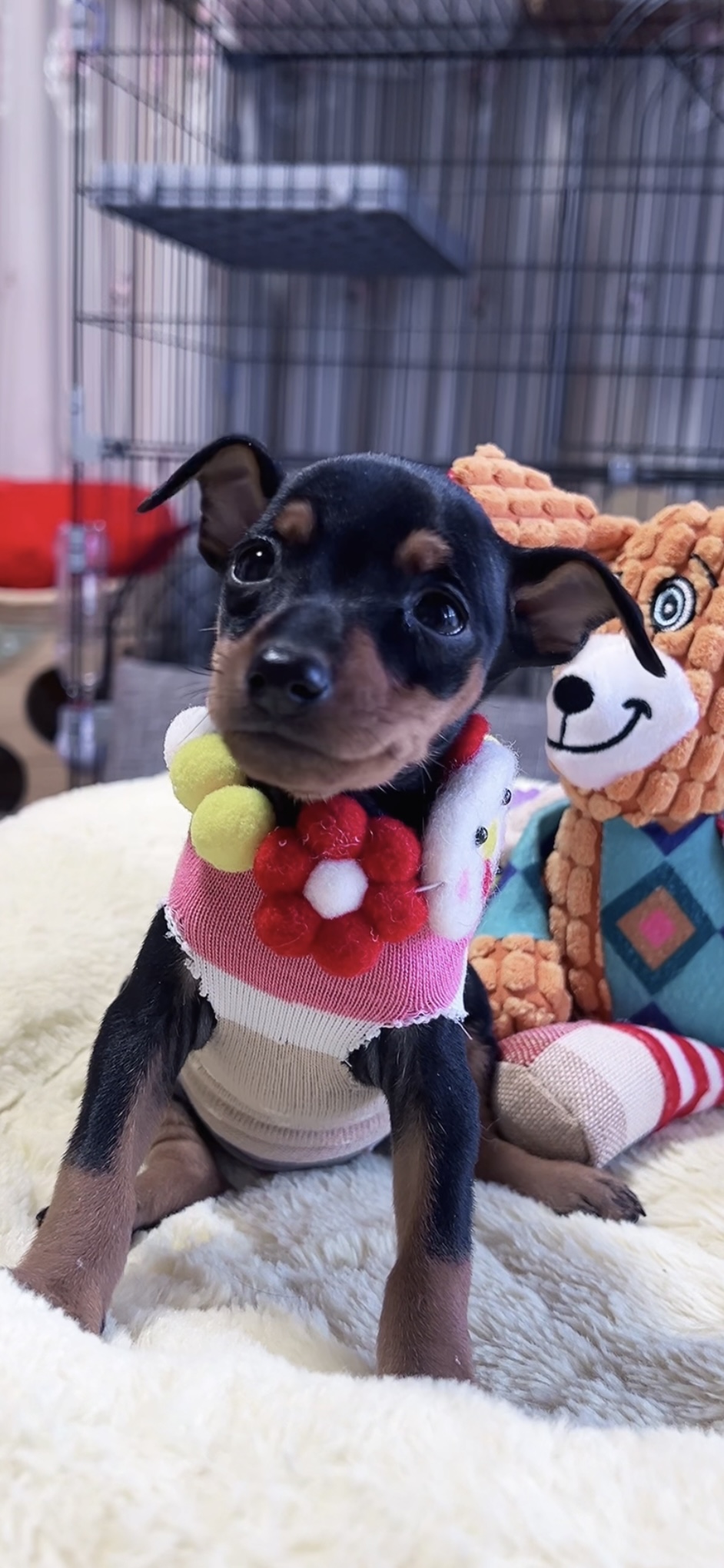 ミニチュアピンシャーー(女の子)販売中