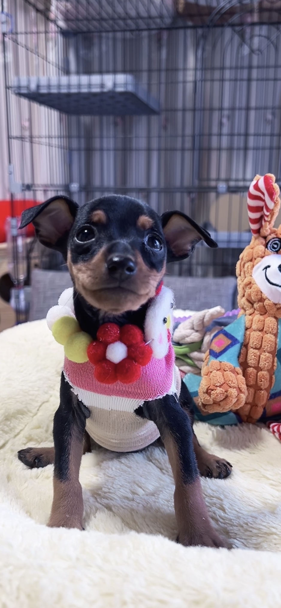 ミニチュアピンシャーー(女の子)販売中 - 画像 (4)