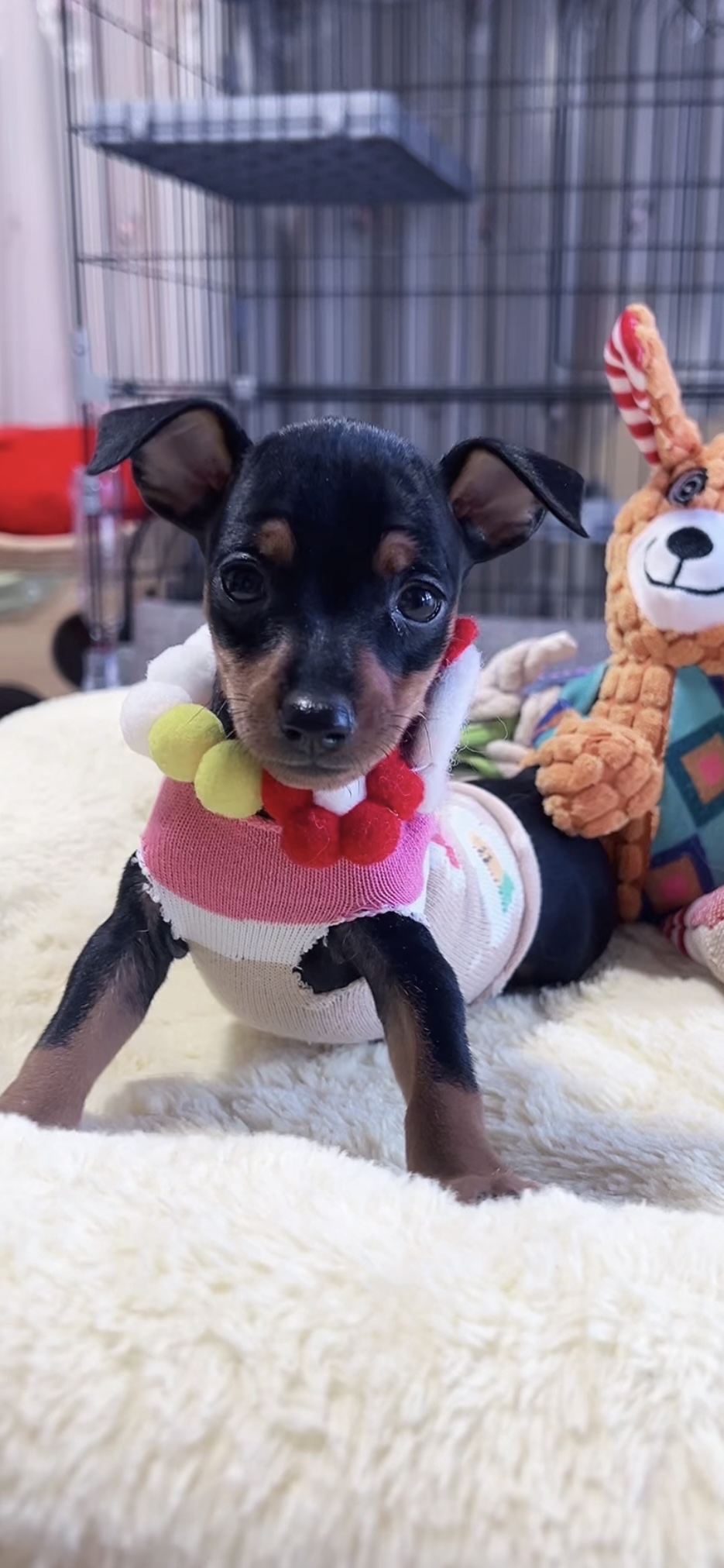 ミニチュアピンシャーー(女の子)販売中 - 画像 (3)