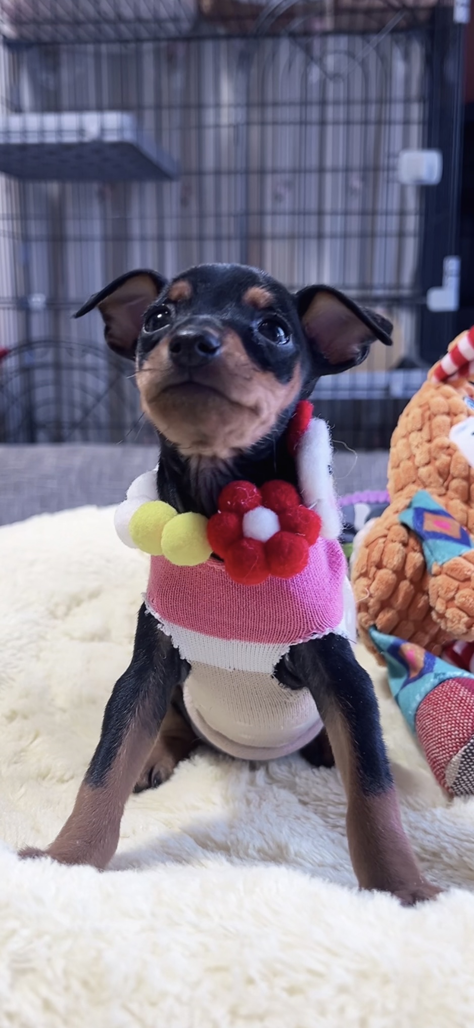 ミニチュアピンシャーー(女の子)販売中 - 画像 (2)