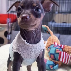 ﾐﾆﾁｭｱﾋﾟﾝｼｬｰｰ（男の子）販売中