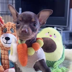 ﾐﾆﾁｭｱﾋﾟﾝｼｬｰｰ（男の子）販売中