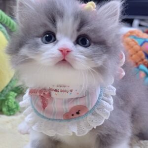 スコティッシュフォールド(立ち耳)の子猫 男の子 販売中