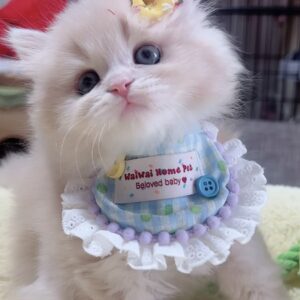 ｽｺﾃｨｯｼｭﾌｫｰﾙﾄﾞ(立ち耳)の子猫 男の子　販売中