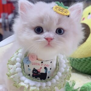ｽｺﾃｨｯｼｭﾌｫｰﾙﾄﾞ(立ち耳)の子猫 　男の子　販売中