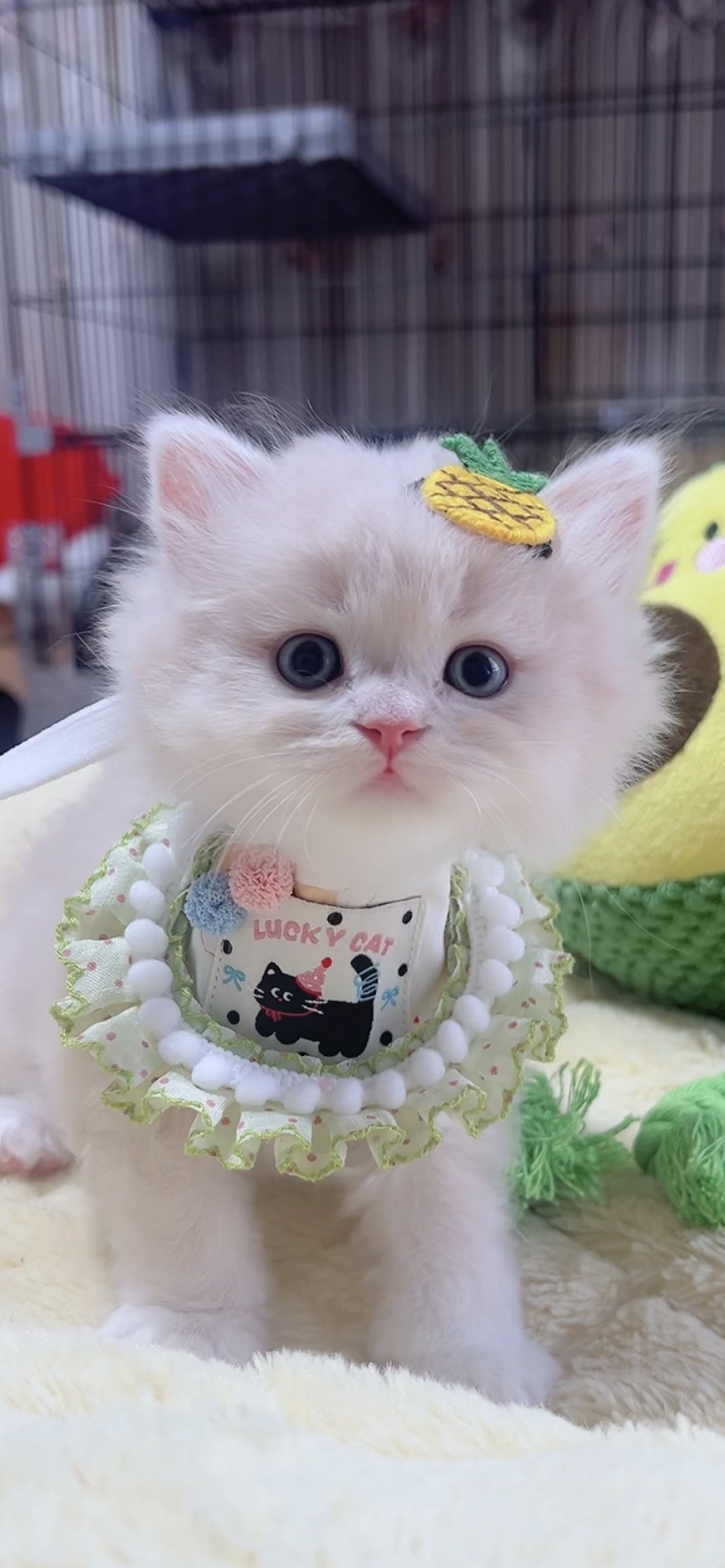 スコティッシュフォールド(立ち耳)の子猫 男の子 販売終了