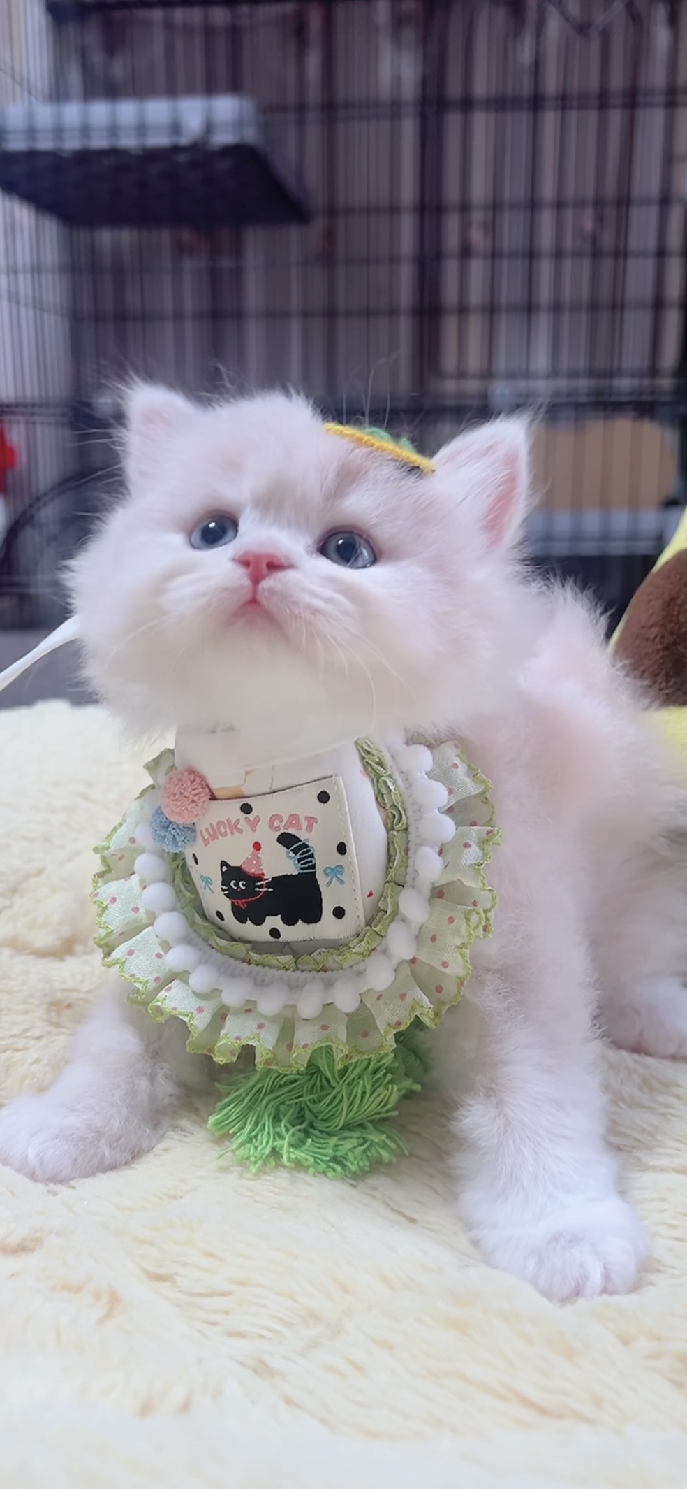 スコティッシュフォールド(立ち耳)の子猫 男の子 販売終了 - 画像 (5)