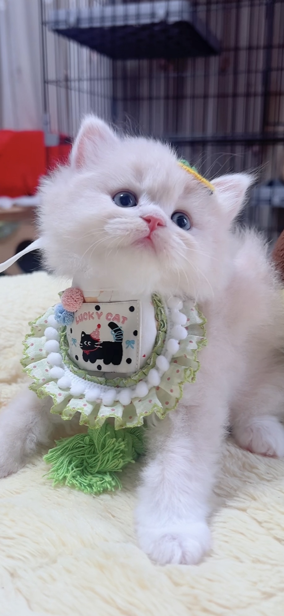 スコティッシュフォールド(立ち耳)の子猫 男の子 販売終了 - 画像 (4)