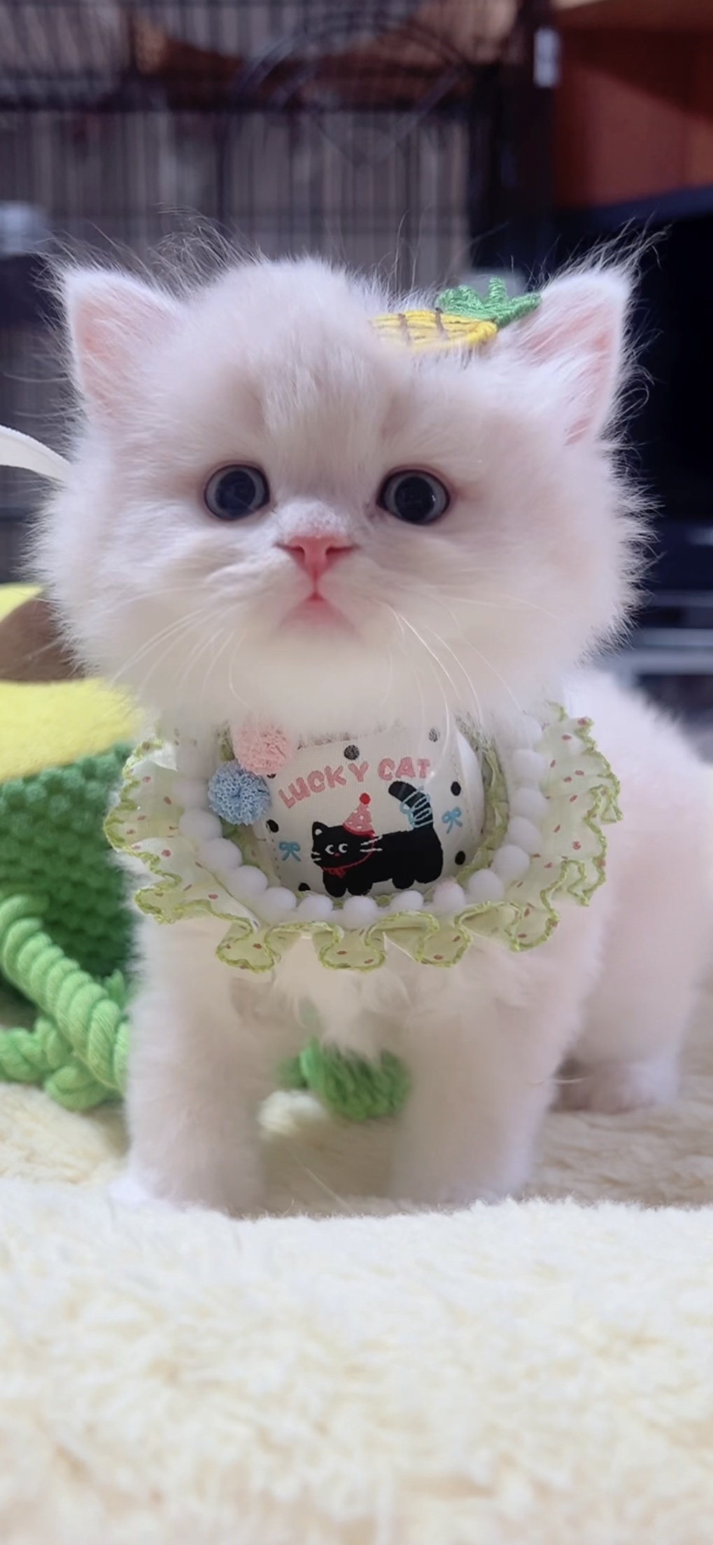 スコティッシュフォールド(立ち耳)の子猫 男の子 販売終了 - 画像 (8)