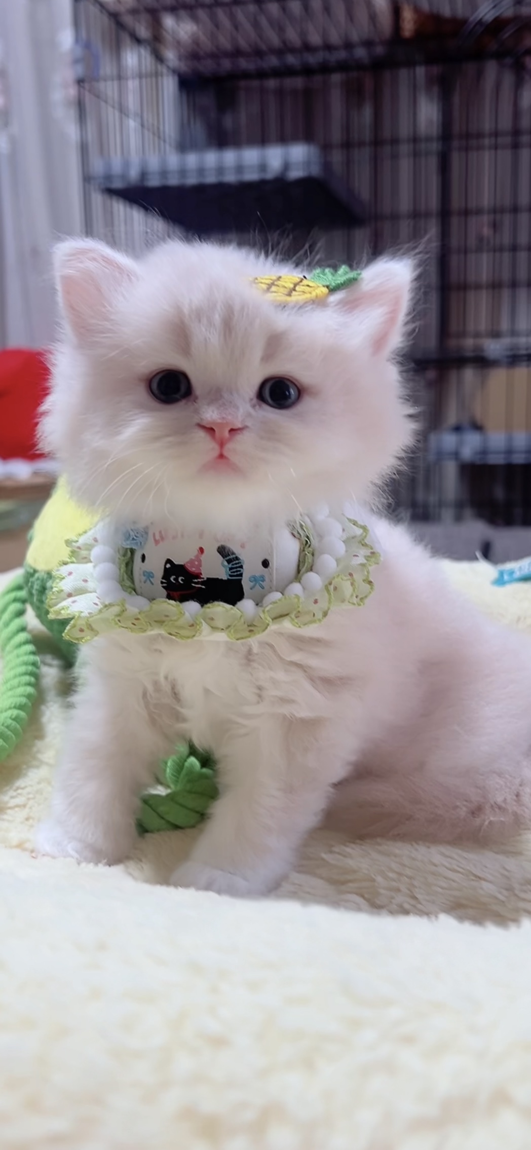 スコティッシュフォールド(立ち耳)の子猫 男の子 販売終了 - 画像 (3)