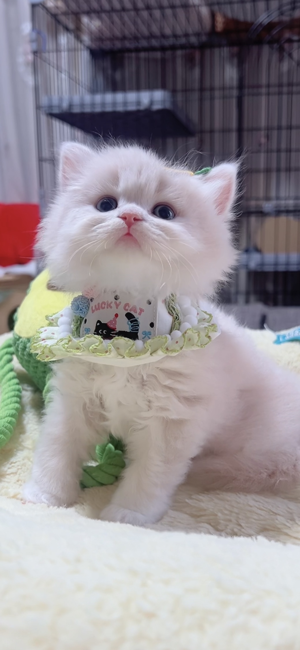 スコティッシュフォールド(立ち耳)の子猫 男の子 販売終了 - 画像 (2)