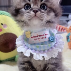 ｽｺﾃｨｯｼｭﾌｫｰﾙﾄﾞ(立ち耳)の子猫 　男の子　販売中